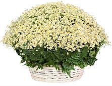 Цветочная композиция из Ромашки в корзине #REPLACE_PRED# Парауле