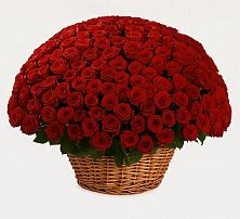 Премиум букет из: Розы в Парауле